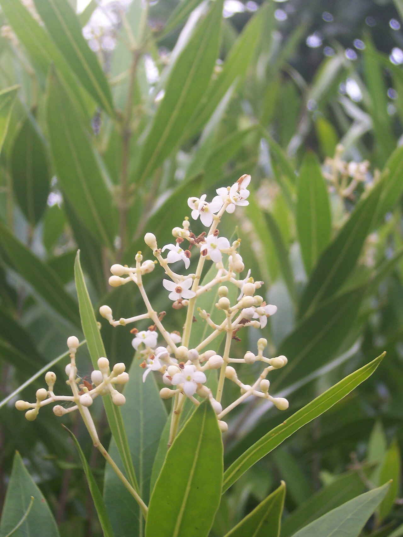 Olea lancea: flowers of Olea lancea on Rodrigues island