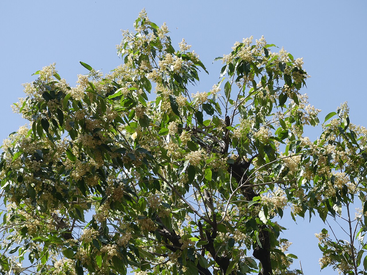 Olea paniculata: Olea glandulifera or Olea paniculata