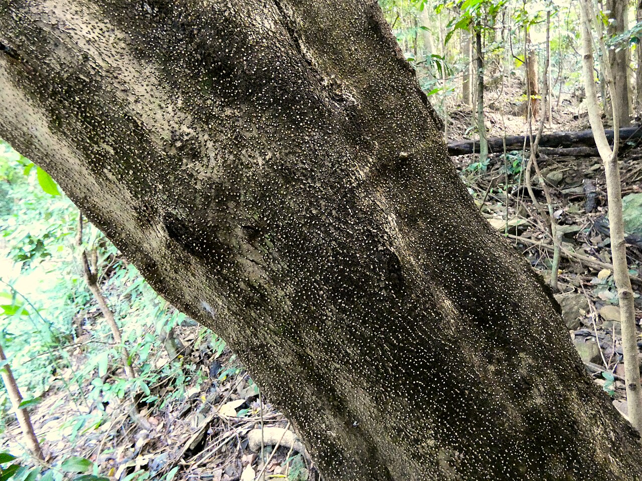 Olea paniculata: Olea paniculata on the Lamb Range west of Cairns , Queensland