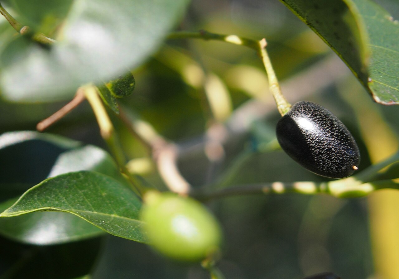 Olea paniculata: Olea paniculata fruit 11