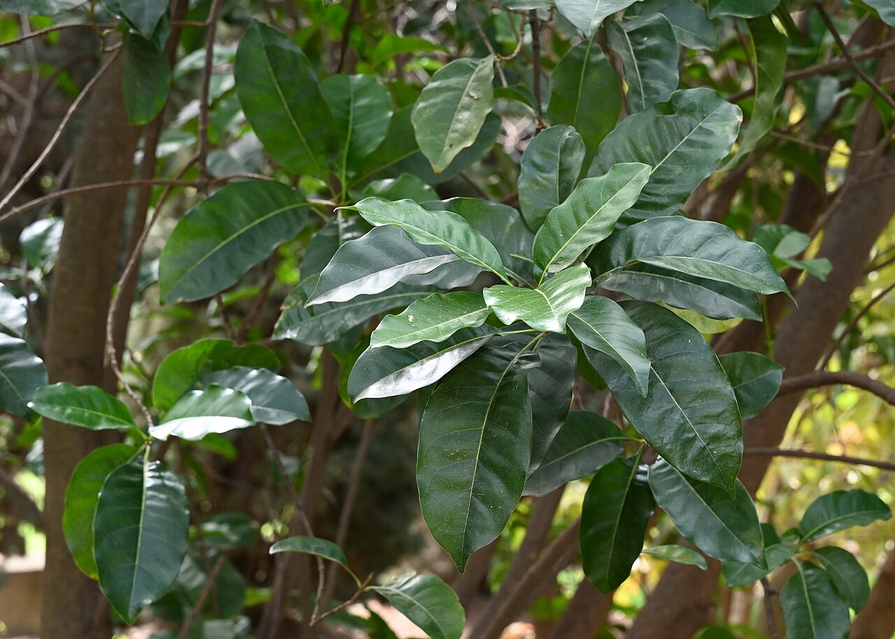 Olea paniculata: Olea paniculata in Jardín Botánico La Concepción, Malaga