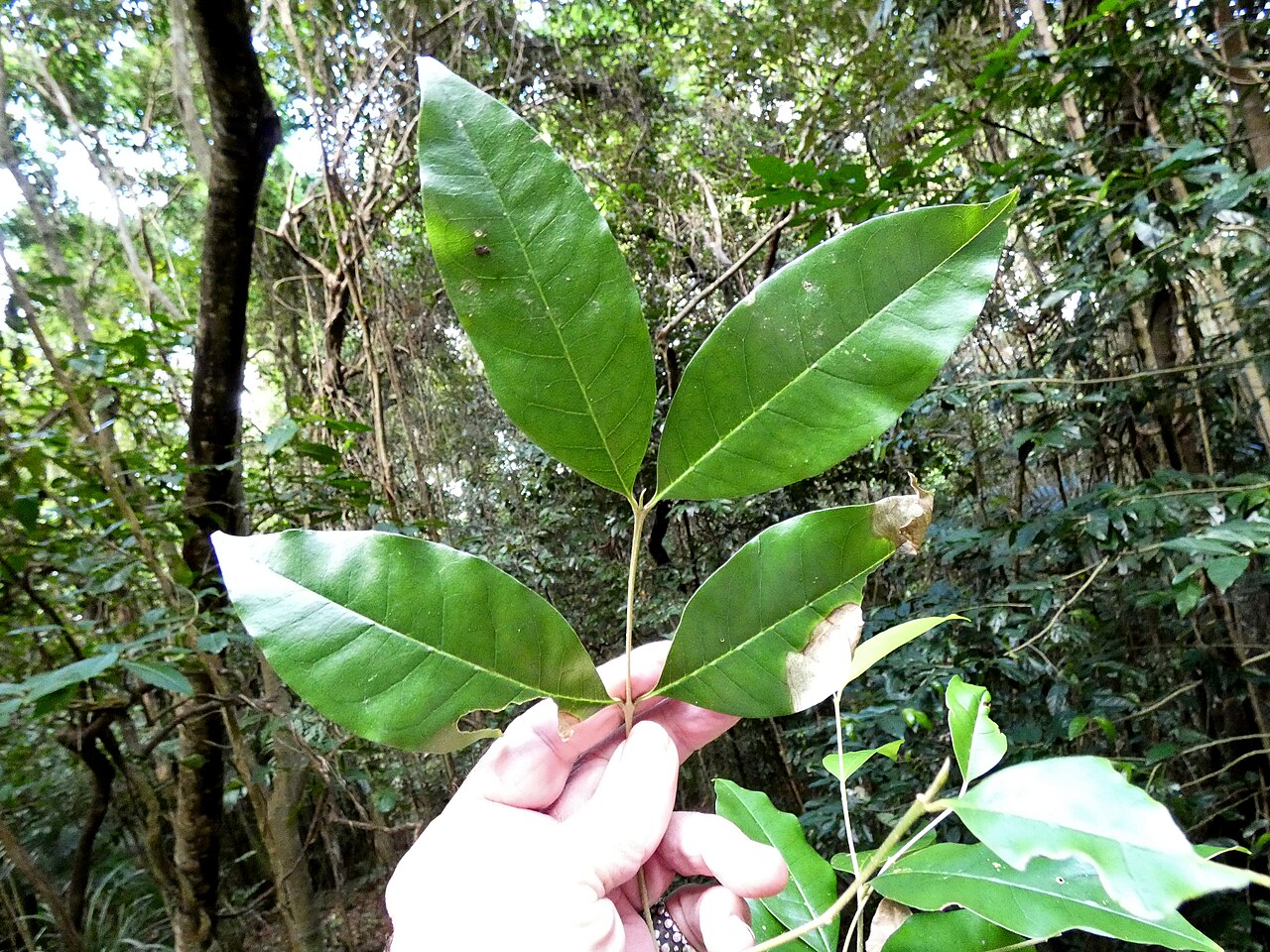 Olea paniculata: Olea paniculata on the Lamb Range west of Cairns , Queensland