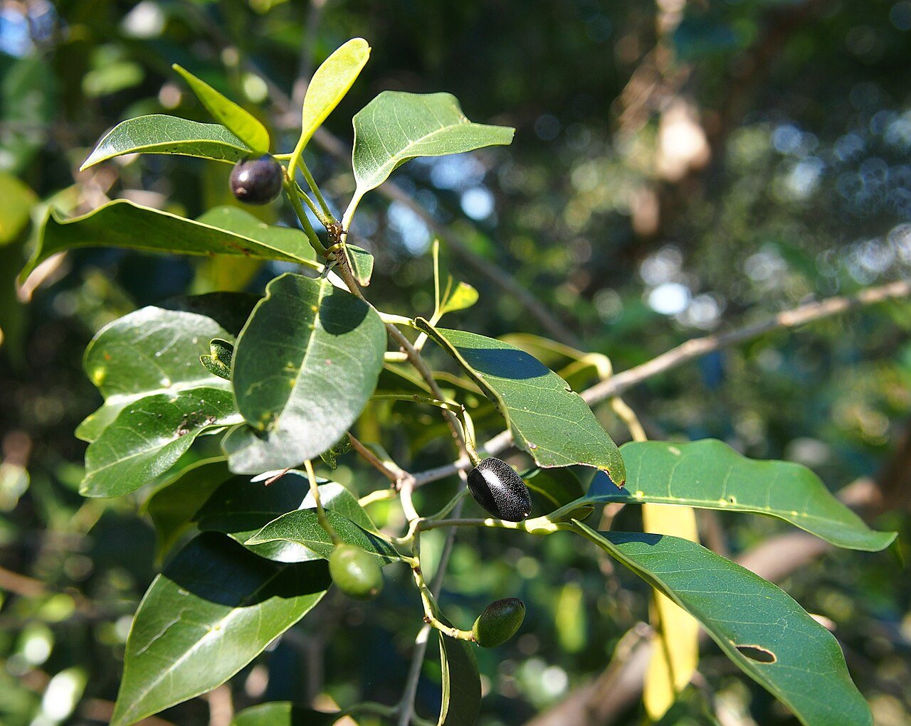 Olea paniculata: Olea paniculata fruit