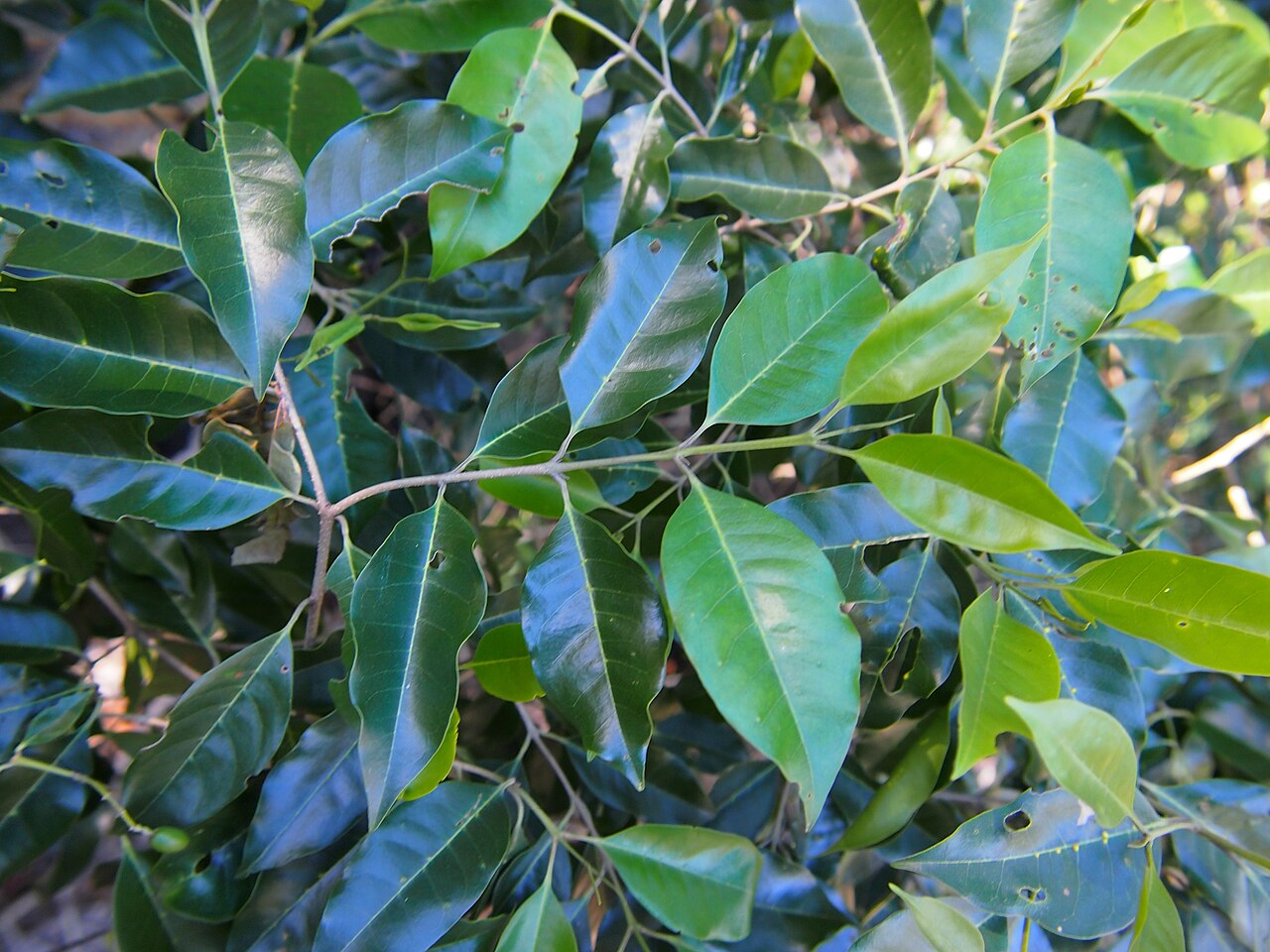 Olea paniculata: Olea paniculata foliage