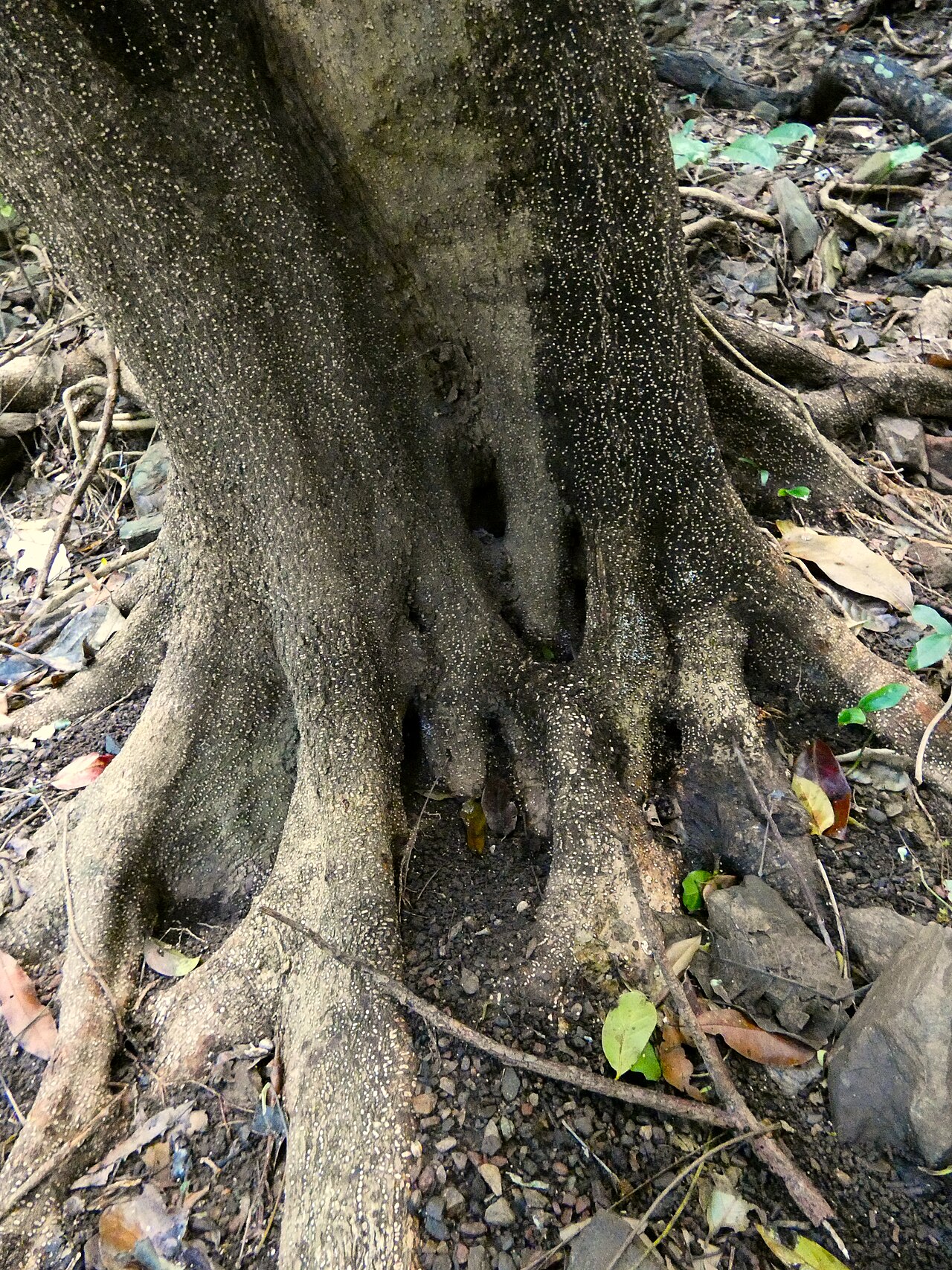 Olea paniculata: Olea paniculata on the Lamb Range west of Cairns , Queensland