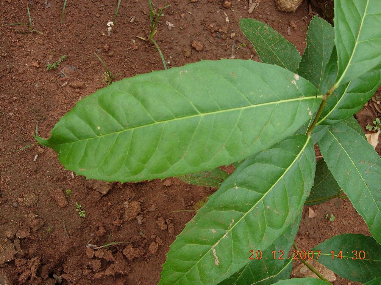 Olea paniculata: olea glandulifera