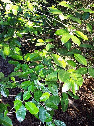 Olea paniculata: Olea paniculata - leaves. Botanic Gardens, Coffs Harbour