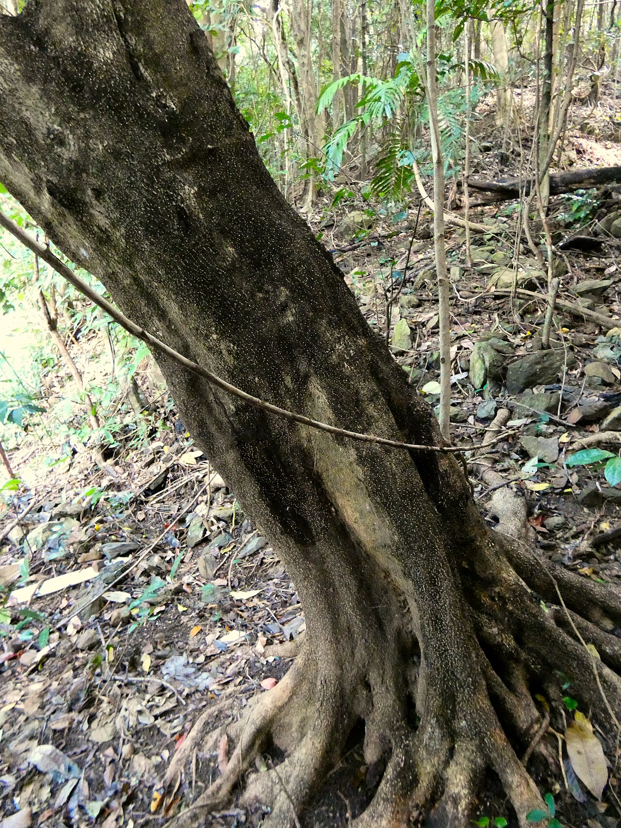 Olea paniculata: Olea paniculata on the Lamb Range west of Cairns , Queensland