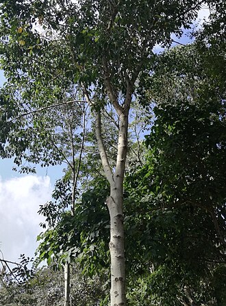 Olea welwitschii: Olea welwitschii - Arusha gardens