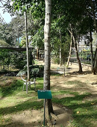 Olea welwitschii: Olea welwitschii - Arusha gardens