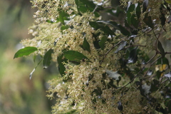 Black ironwood (Olea woodiana)