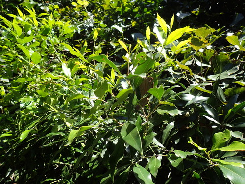 Black ironwood (Olea woodiana)