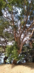 Black ironwood (Olea woodiana)