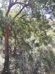 Black ironwood (Olea woodiana)