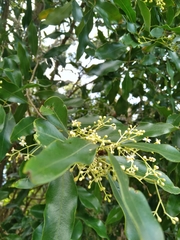 Black ironwood (Olea woodiana)