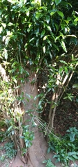 Black ironwood (Olea woodiana)