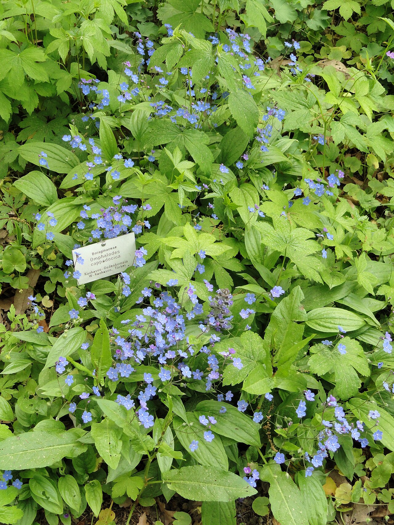 Omphalodes cappadocica: Omphalodes cappadocica specimen in the Botanischer Garten Freiburg, Freiburg im Breisgau, Baden-Württemberg, Germany.