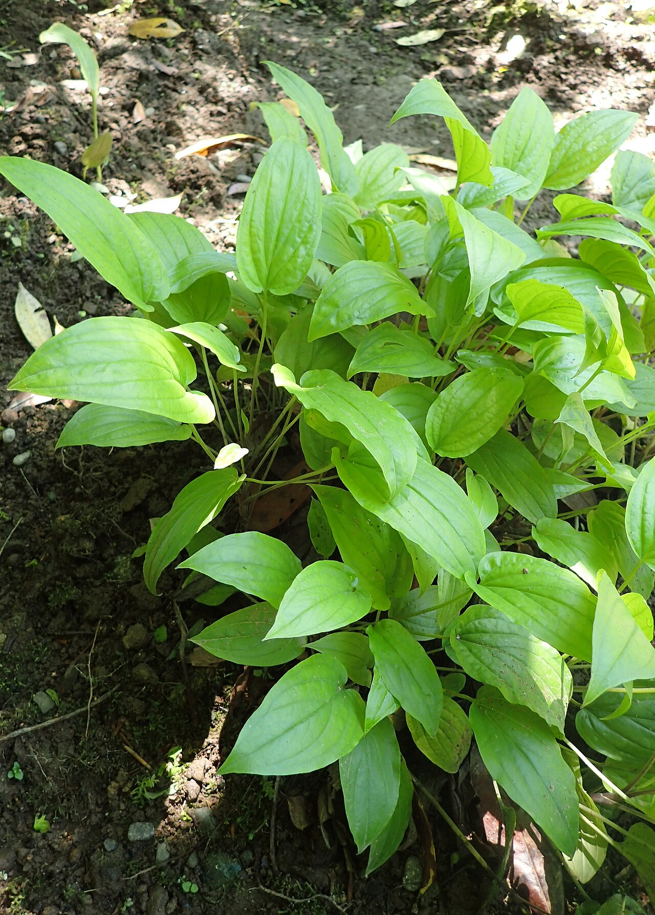 Omphalodes cappadocica: Omphalodes cappadocica in botanical garden in Batumi