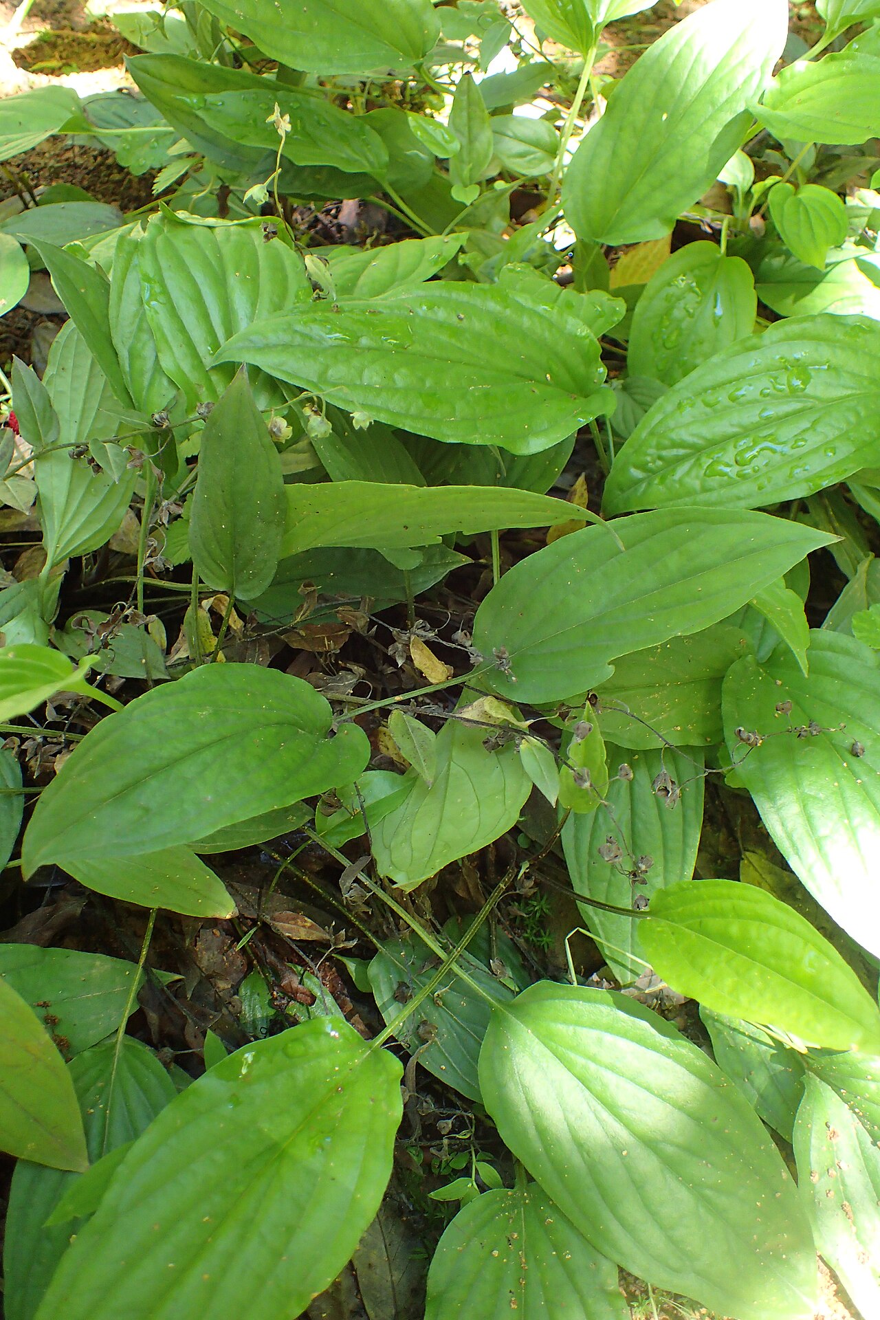 Omphalodes cappadocica: Omphalodes cappadocica in botanical garden in Batumi