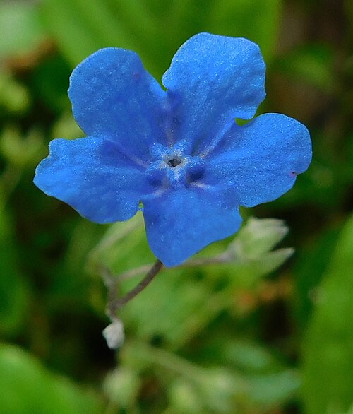 Omphalodes cappadocica: Omphalodes cappadocica at the University of California Botanical Garden, Berkeley, California, USA. Identified by the garden signage.