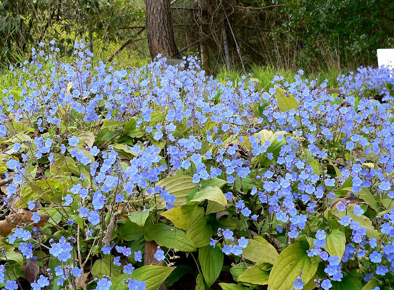 Omphalodes cappadocica: Photo of Omphalodes cappadocica at the University of California Botanical Garden