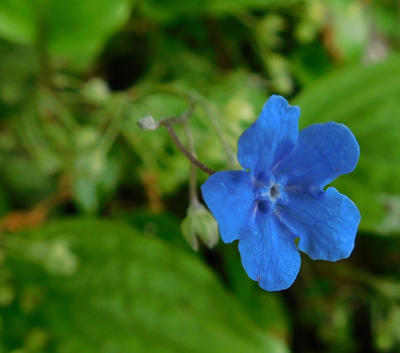 Omphalodes cappadocica: Omphalodes cappadocica at the University of California Botanical Garden, Berkeley, California, USA. Identified by the garden signage.
