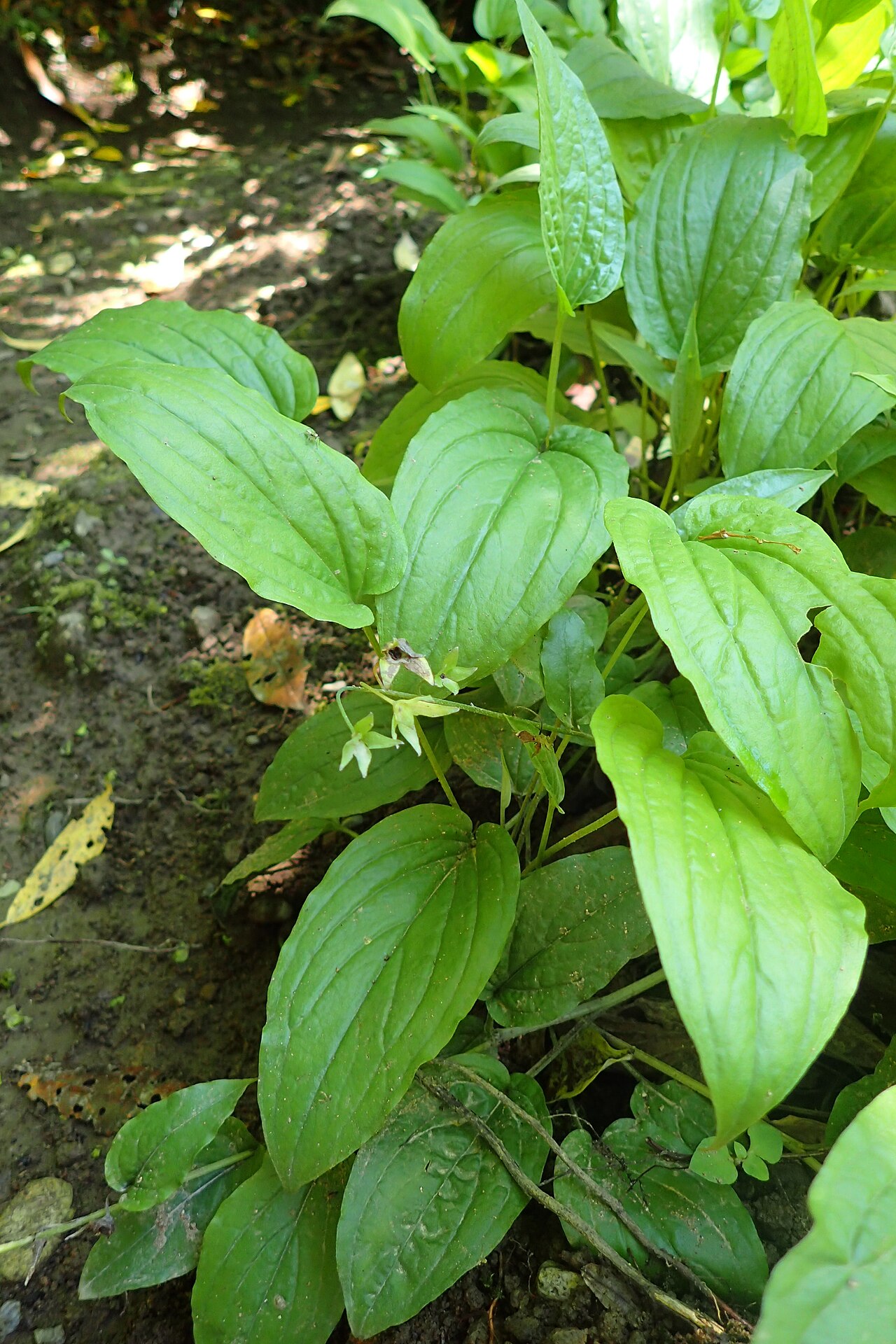 Omphalodes cappadocica: Omphalodes cappadocica in botanical garden in Batumi