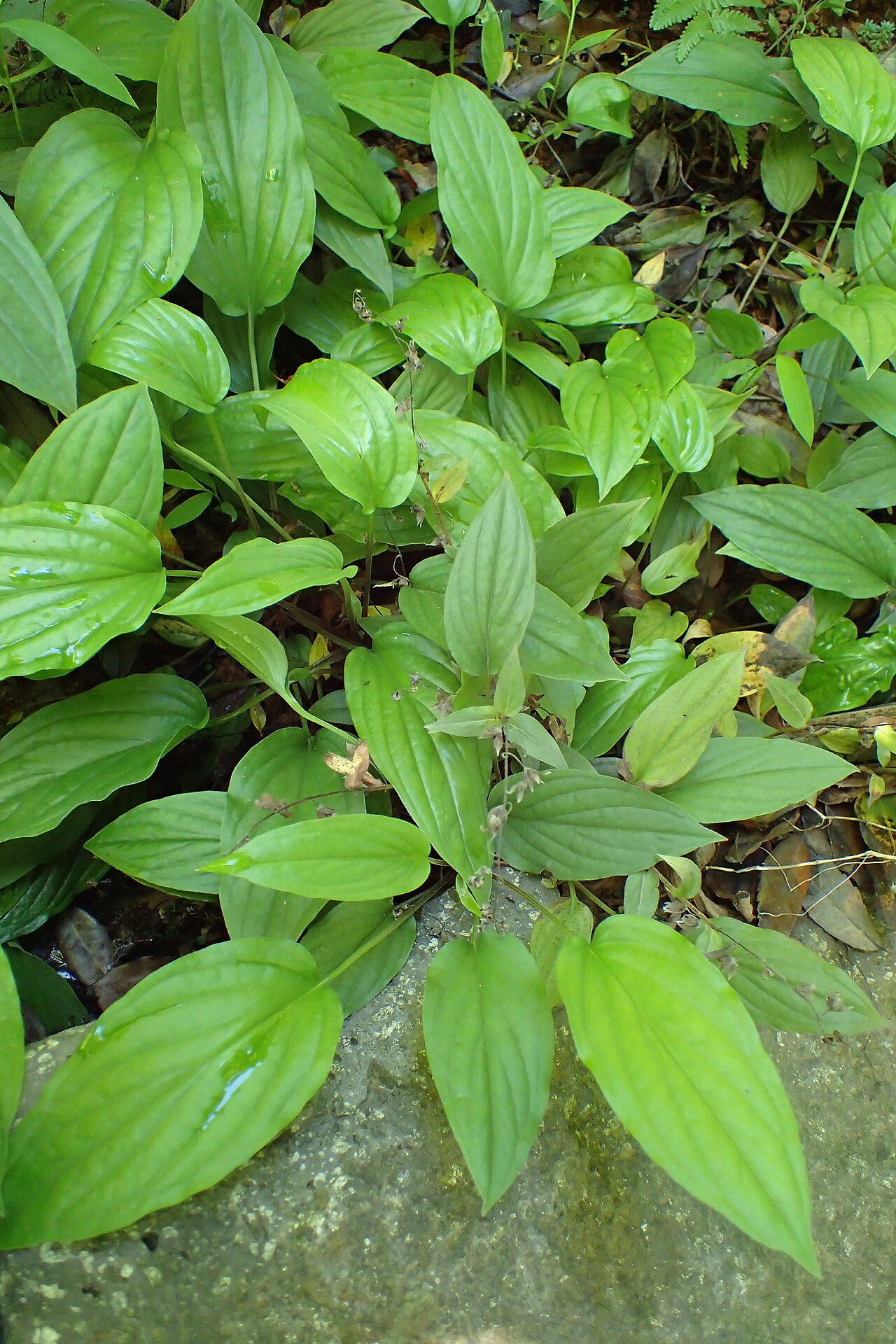 Omphalodes cappadocica: Omphalodes cappadocica in botanical garden in Batumi