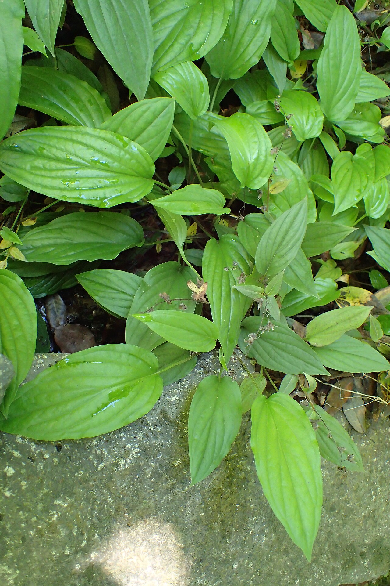 Omphalodes cappadocica: Omphalodes cappadocica in botanical garden in Batumi