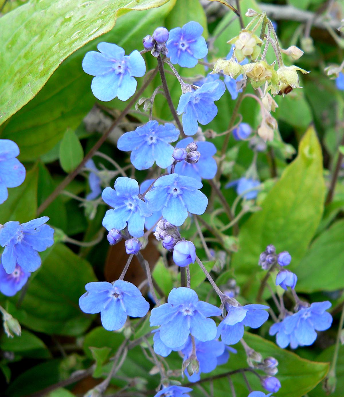 Omphalodes cappadocica: Photo of Omphalodes cappadocica at the University of California Botanical Garden