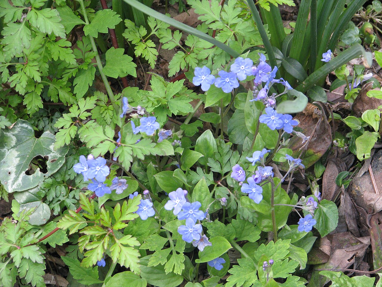 Omphalodes cappadocica: Totally common, but definitely a favourite