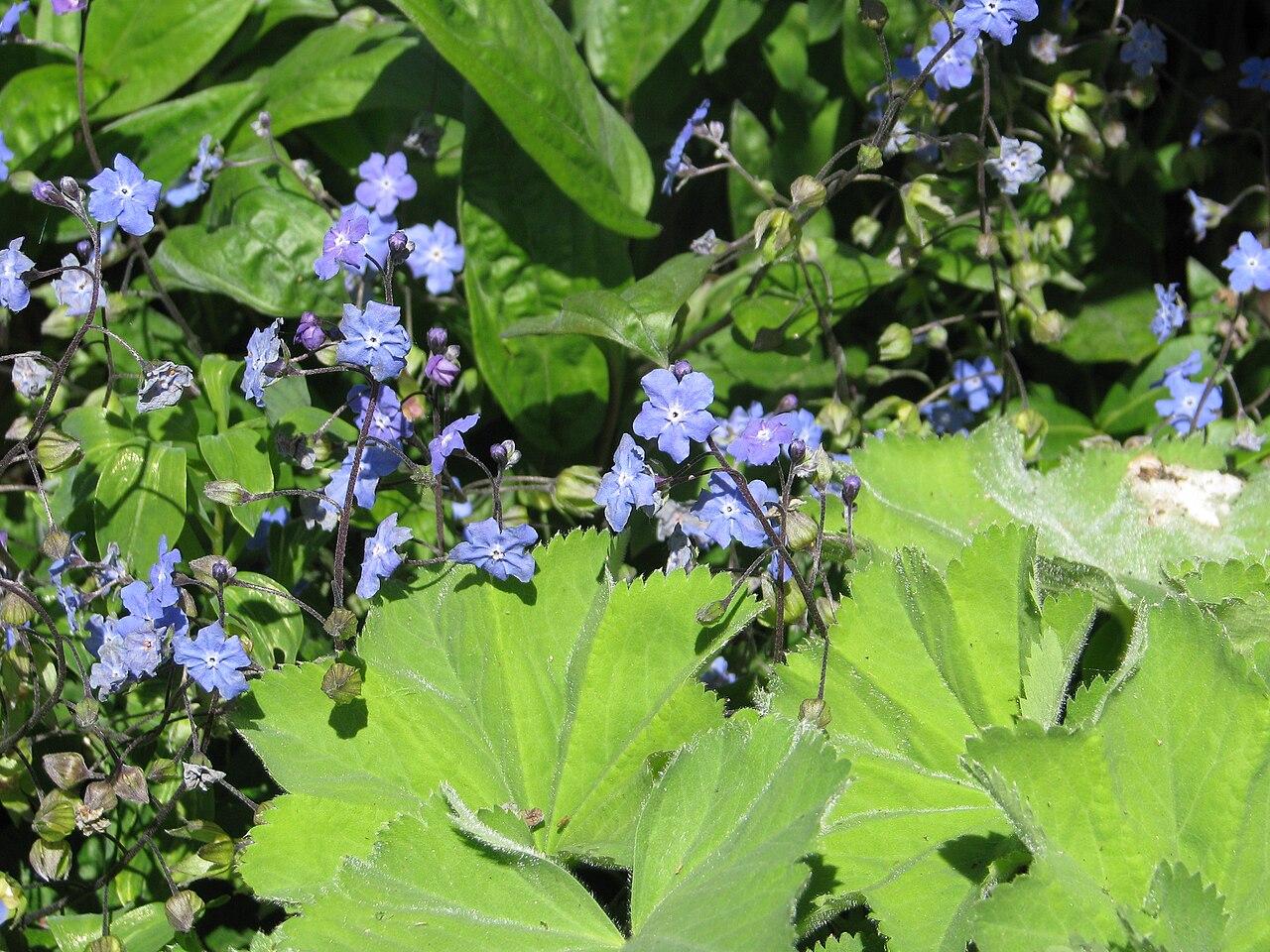 Omphalodes cappadocica: Omphalodes cappadocica