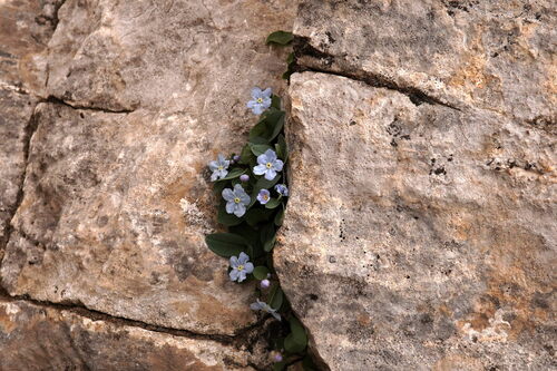 Omphalodes luciliae (Omphalodes luciliae)