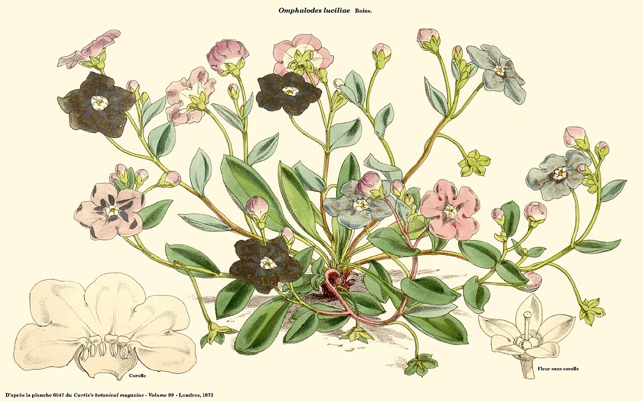 Omphalodes luciliae: Omphalodes luciliae - Planche 6047 du Curtis's botanical magazine - Londres, 1873. Planche reprise par D. Prévôt sous Gimp