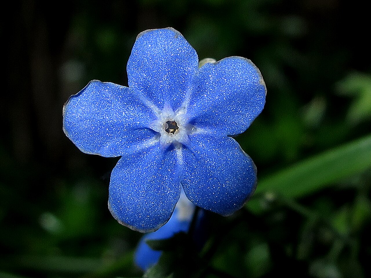 Omphalodes nitida: Se encuentra en praderas y taludes húmedos y umbríos, márgenes de cursos de agua, en substrato arenoso o pizarroso; a una altitud de 90-1600 metros Crece solo e