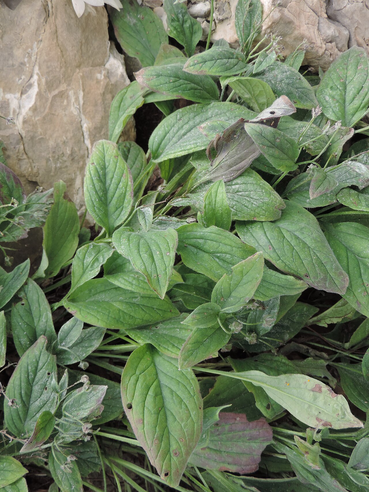 Omphalodes runemarkii: Omphalodes runemarkii in Neuer Botanischer Garten der Universität Göttingen