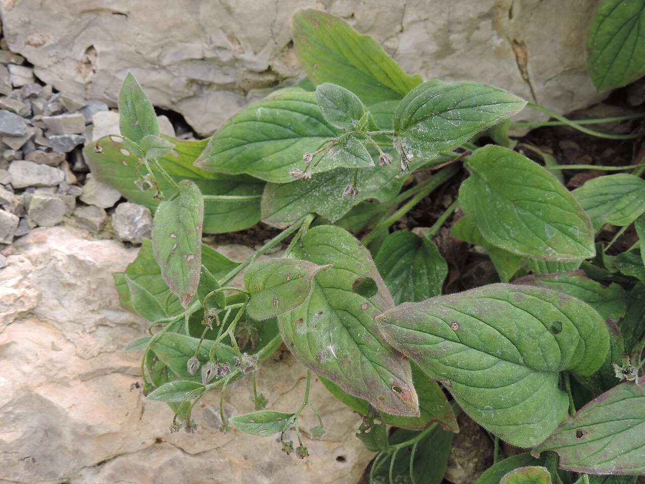 Omphalodes runemarkii: Omphalodes runemarkii in Neuer Botanischer Garten der Universität Göttingen