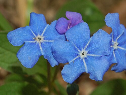 Blue-eyed-Mary: Omphalodes verna - Val noci, Genova, Italy