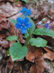 Blue-eyed-Mary (Omphalodes verna)