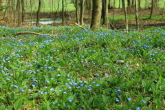 Blue-eyed-Mary (Omphalodes verna)