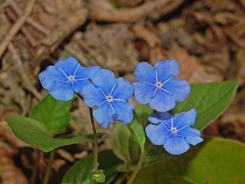 Blue-eyed-Mary: Omphalodes verna - Val Noci, Genova, Italy