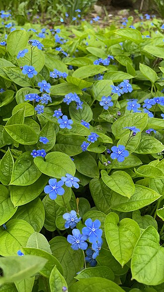 Blue-eyed-Mary: Omphalodes verna. Цветущие растения. Санкт-Петербург, Петроградский р-н, ул. Введенская, озеленение тенистого двора.
