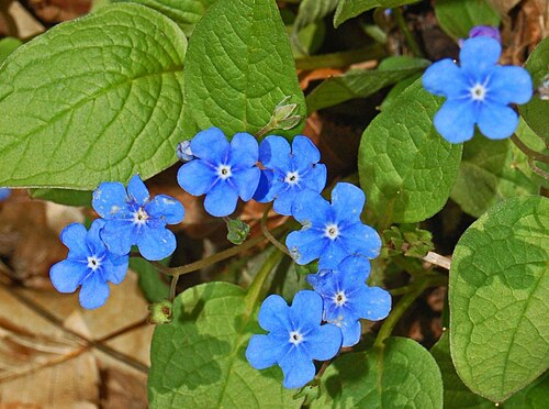 Blue-eyed-Mary: Omphalodes verna - Val Noci, Genova, Italy