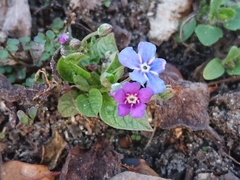 Blue-eyed-Mary (Omphalodes verna)