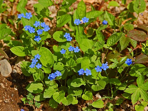 Blue-eyed-Mary: Omphalodes verna - Val Noci, Genova, Italy
