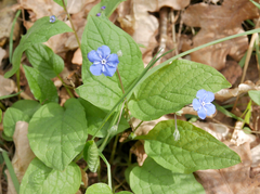 Blue-eyed-Mary (Omphalodes verna)