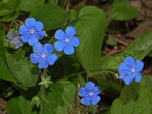 Blue-eyed-Mary: Omphalodes verna - Val Noci, Genova, Italy