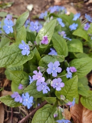 Blue-eyed-Mary (Omphalodes verna)