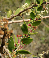 Oncocalyx bolusii (Oncocalyx bolusii)