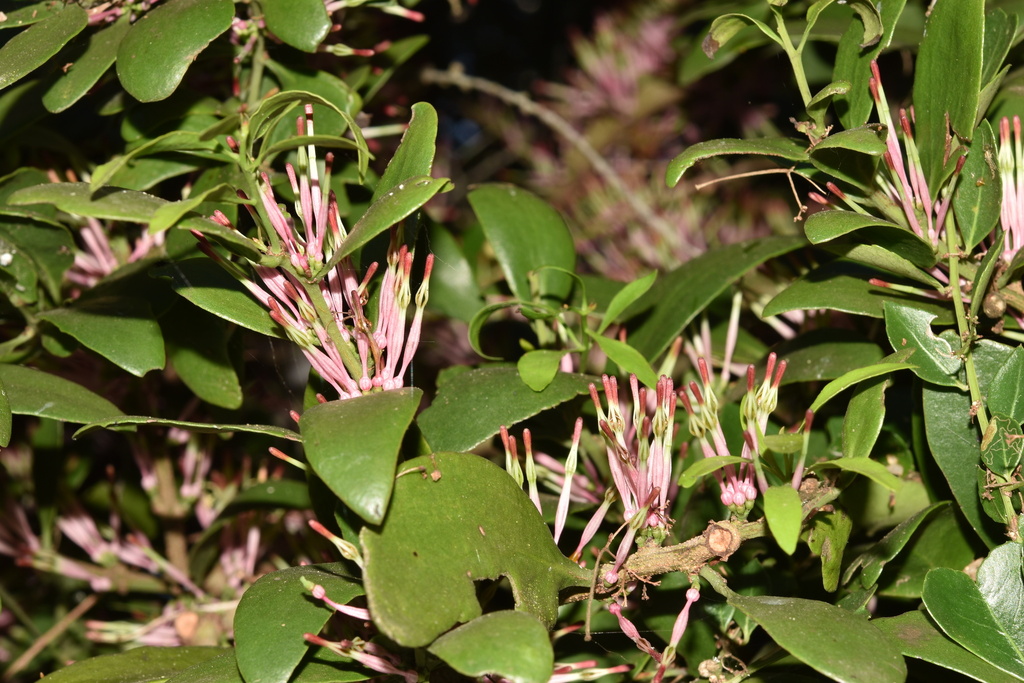 Oncocalyx bolusii (Oncocalyx bolusii)